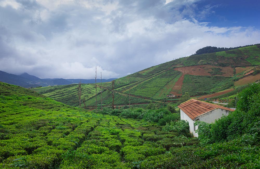 Coorg: The Emerald Landscape 