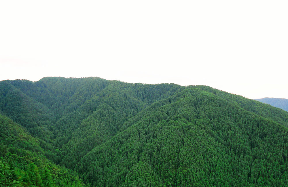  Green Valley,Shimla