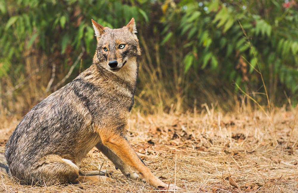 Guindy National Park