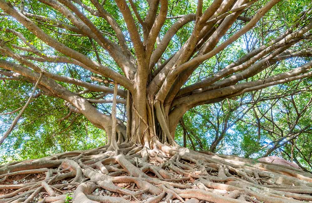 Big Banyan Tree | # 2 of 20 Picnic Spots in Bangalore