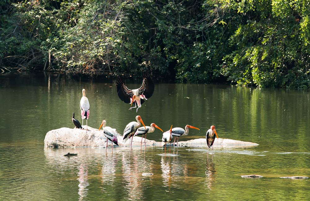 Ranganathittu Bird Sanctuary | # 16 of 20 Picnic Spots near Bangalore 