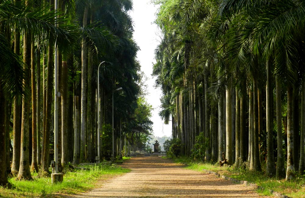 Calcutta Botanical Gardens | Places for Couples in Kolkata