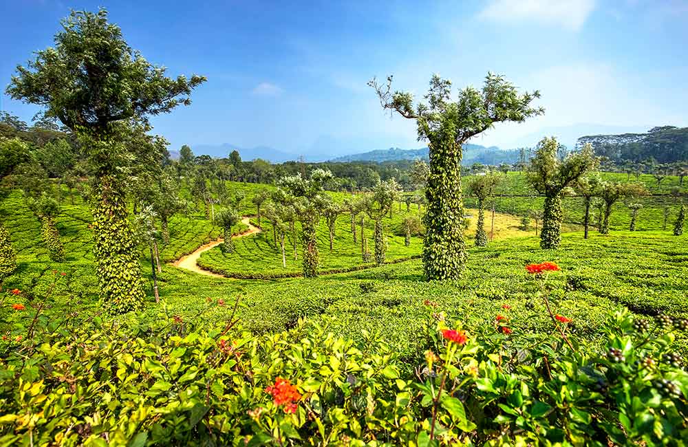 Valparai