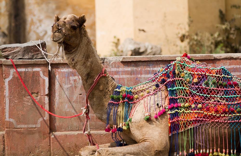 Camel Rides