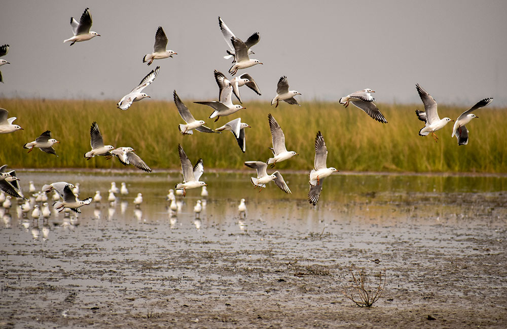 Nal Sarovar Bird Sanctuary