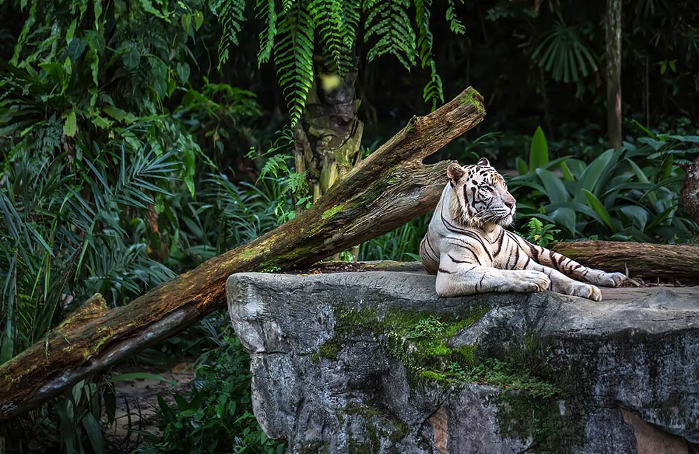 Explore the biodiversity at Lucknow Zoo and State Museum  