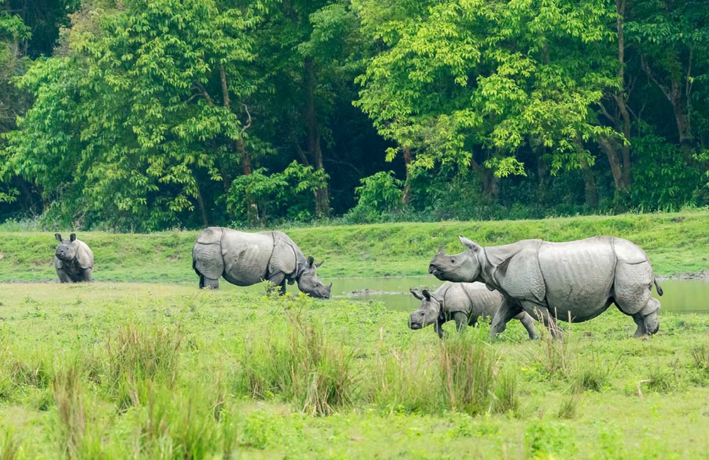 Crash of One-Horned Rhinos in Kaziranga National Park | Long Weekend 2019