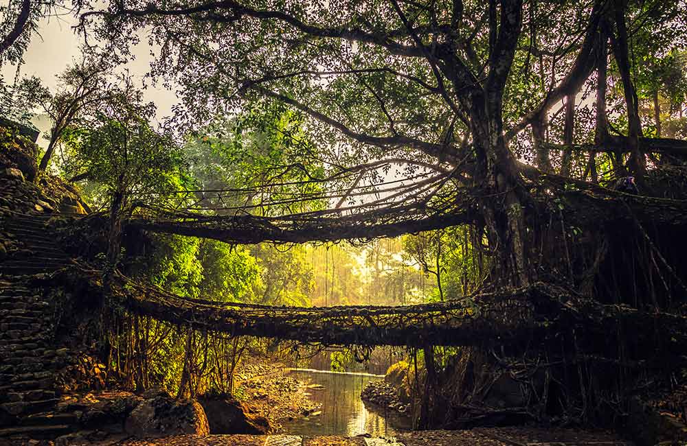 Double-decker Living Root Bridge | Long Weekend 2019