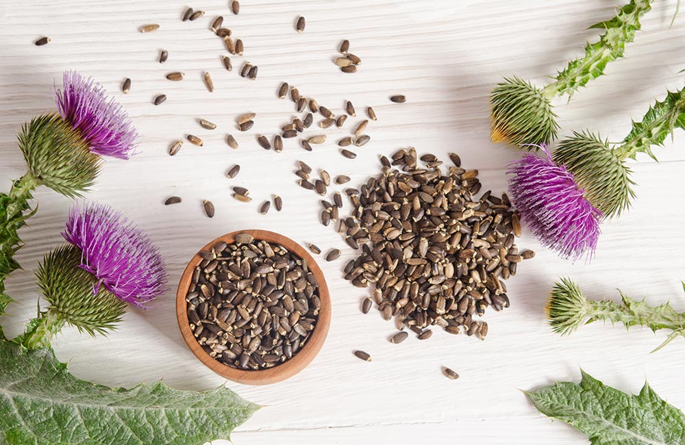 Milk Thistle for the Liver