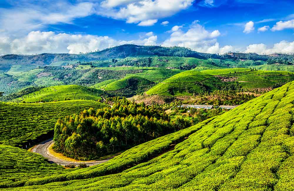 Meandering Road through Tea Plantations | Long Weekend 2019