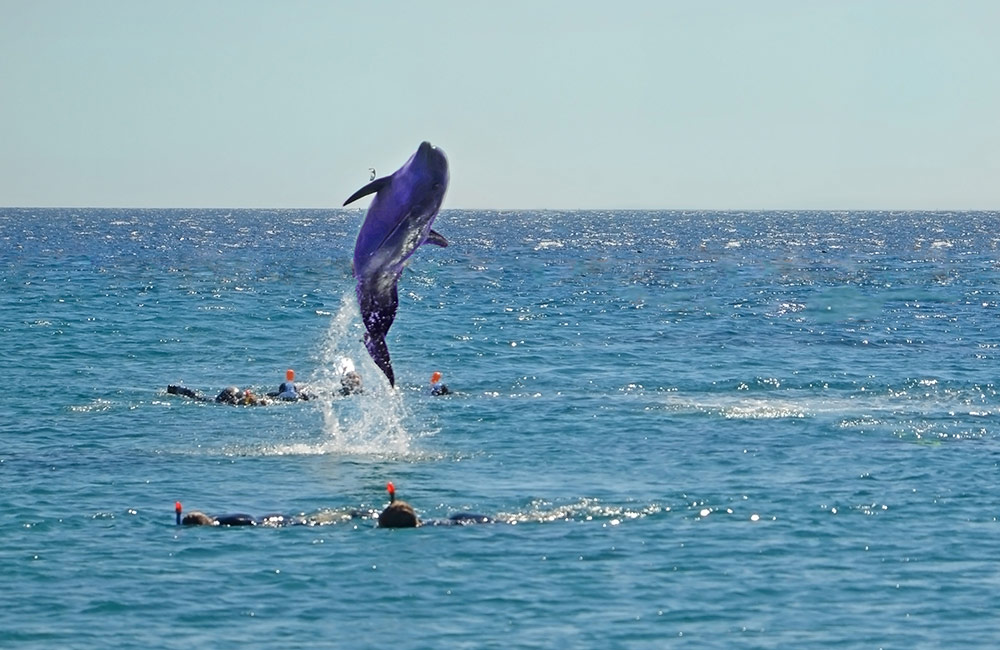  Dolphin Spotting