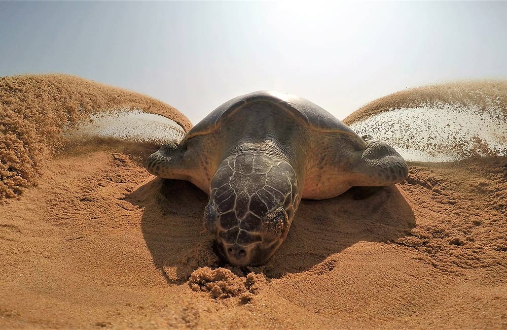 Seeing Turtle Hatchlings