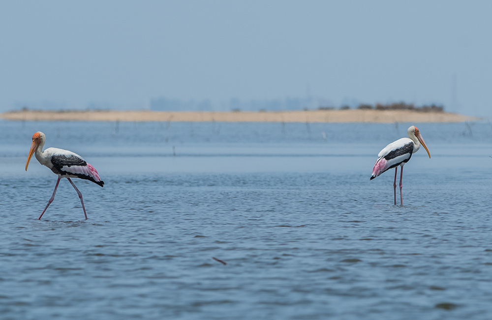 Pulicat Lake | #1 of 10 Best Places for One Day Trip from Chennai