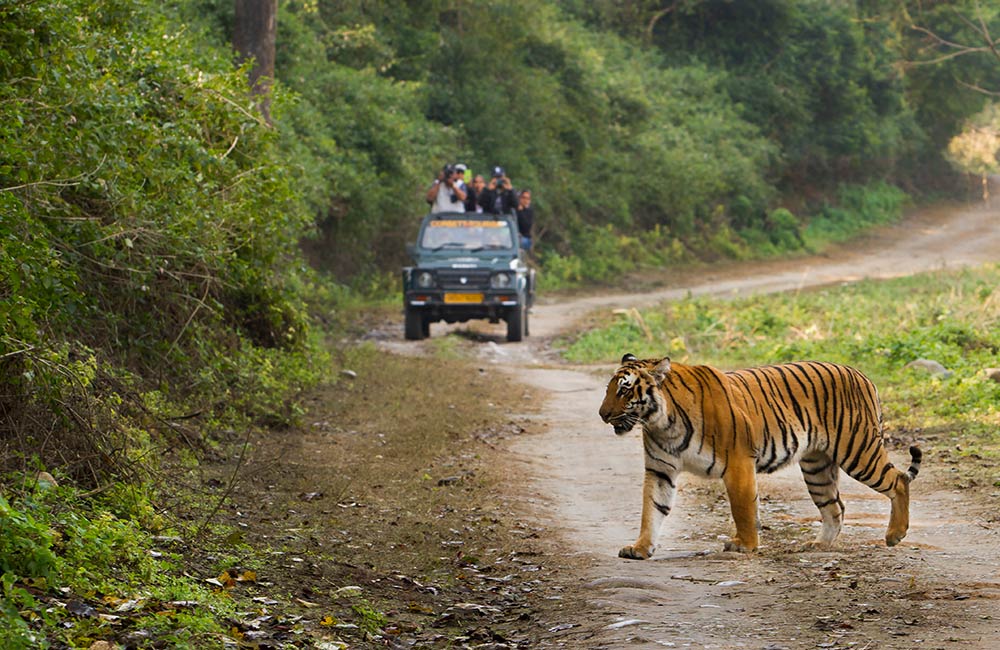 A Tiger in Jim Corbett National Park