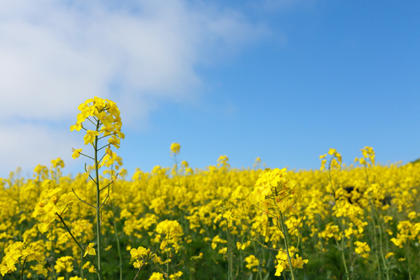 banner-image