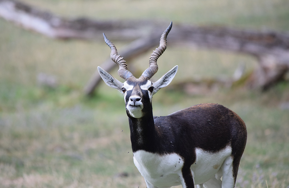 Jayamangali Blackbuck Conservation Reserve 