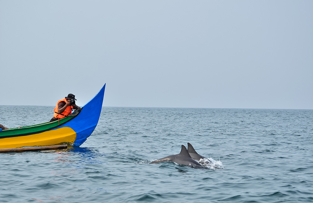 Dolphin Chasing