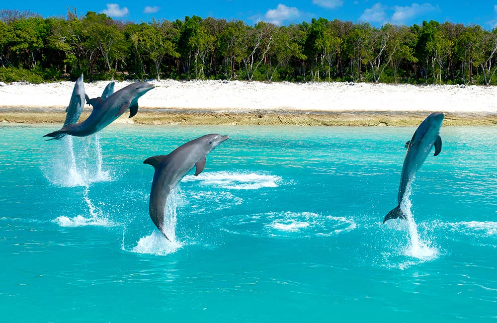 Dolphins at Cherai Beach