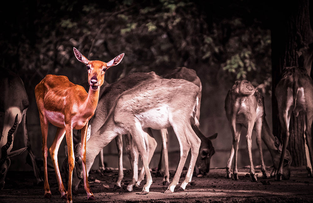 Rajiv Gandhi Zoological Park