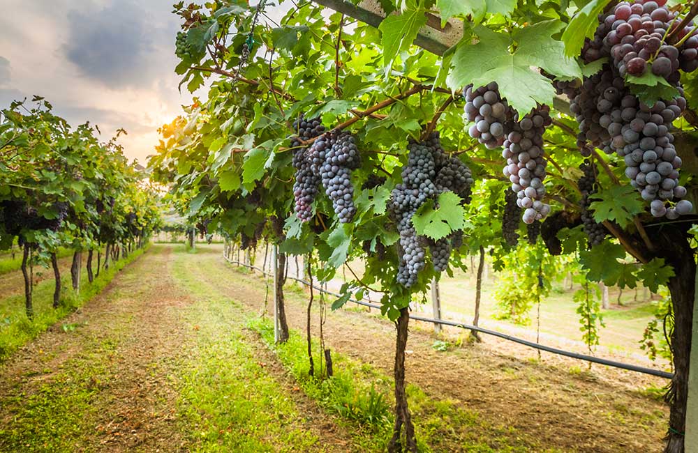 Vineyard Tour | #1 of 14 Things to Do in Bangalore for Youngsters | (source)