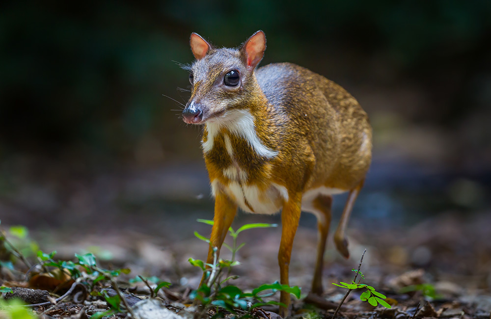 Wildlife Sanctuary