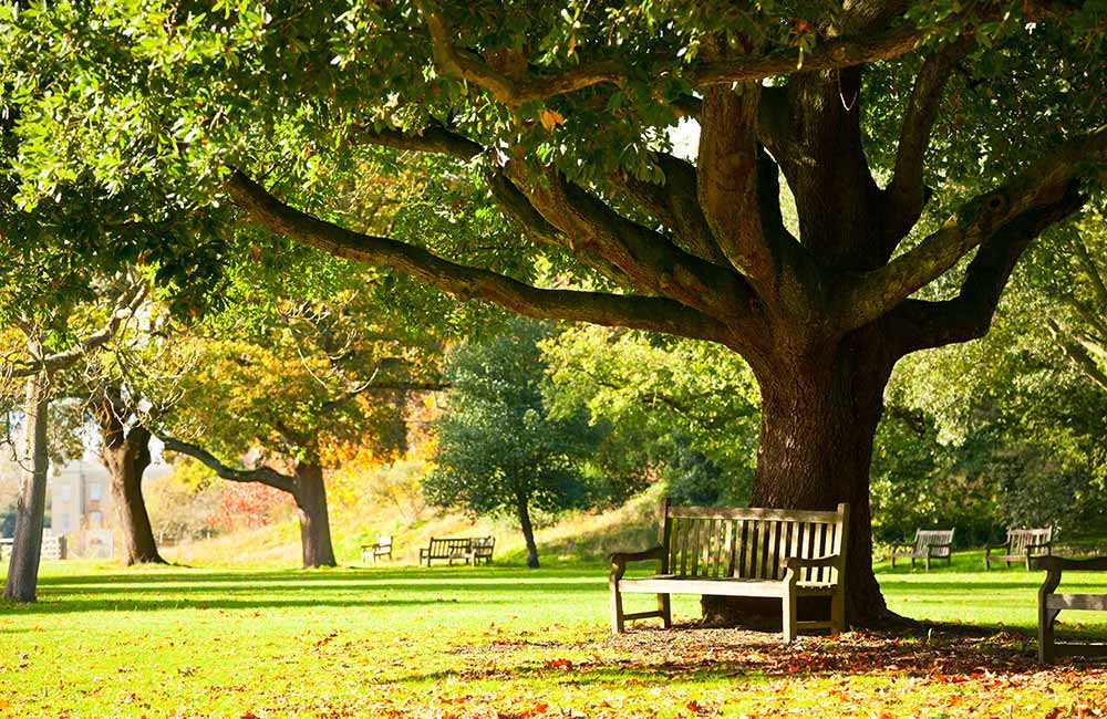 Botanical Gardens, Lucknow