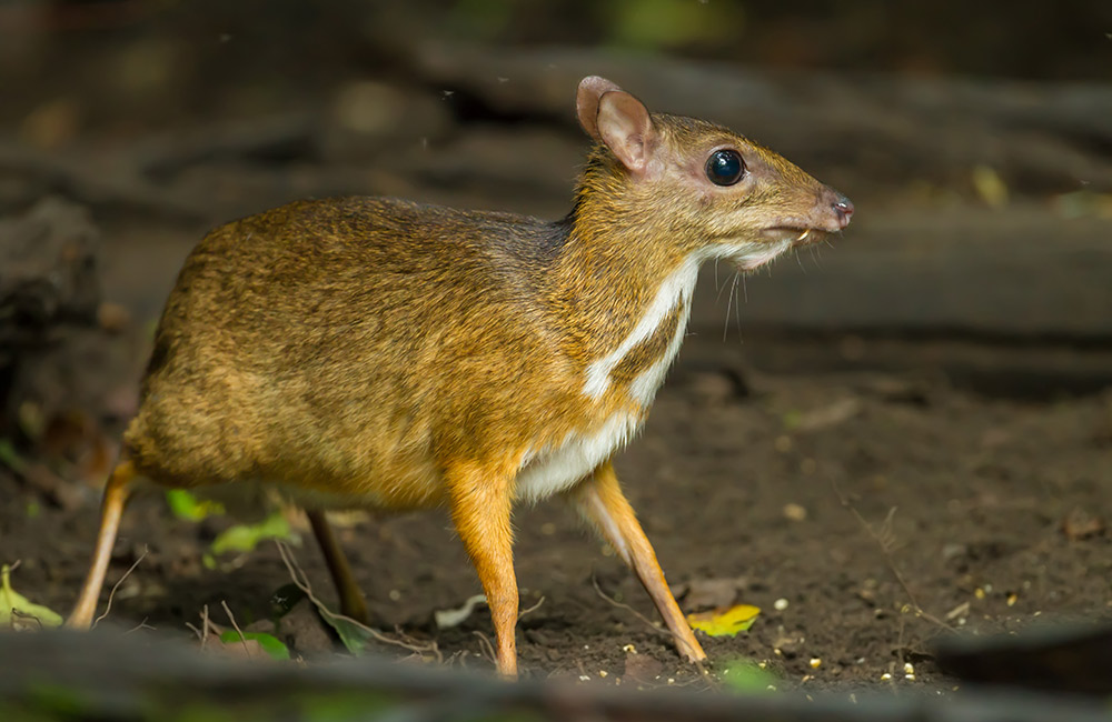 Cotigao Wildlife Sanctuary, South Goa