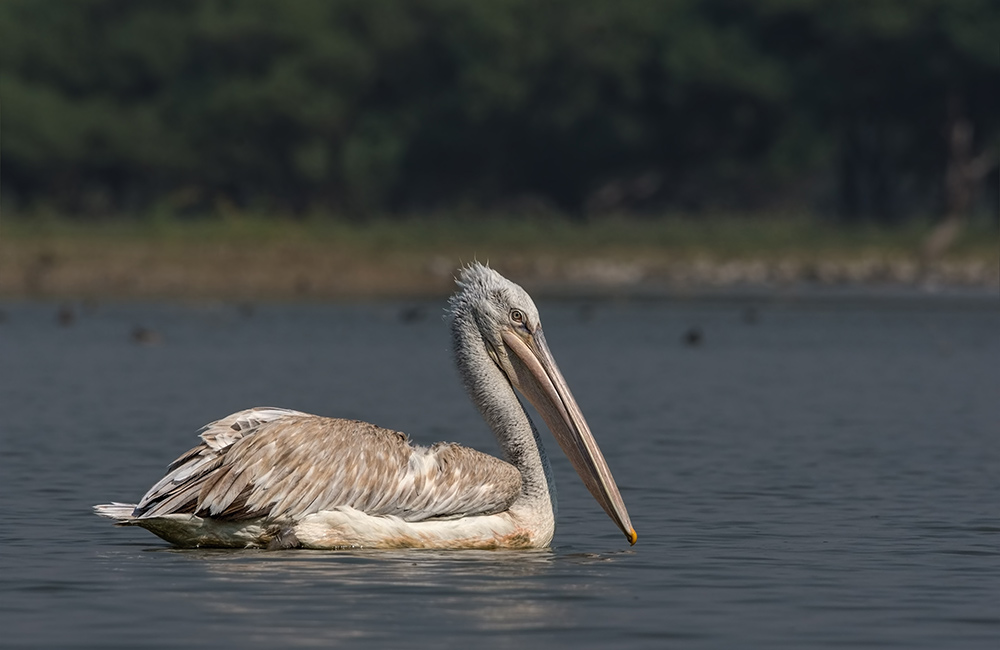 Karnala Bird Sanctuary