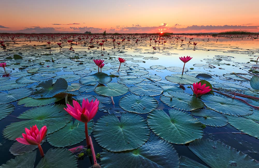Lotus Lake | #2 of 16 Best Places to Visit near Indore within 100 km