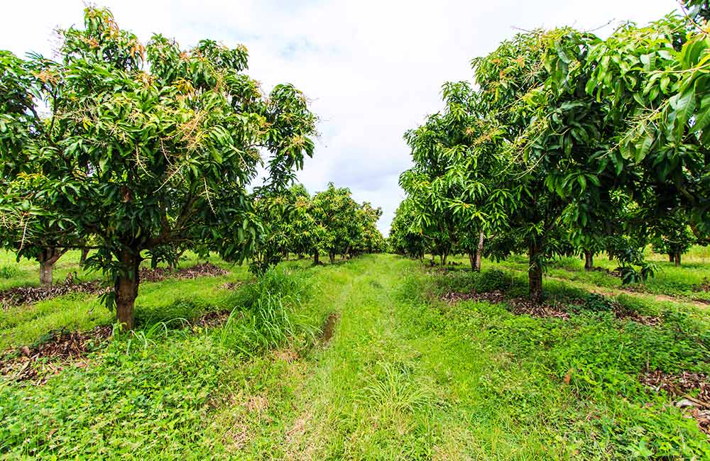 Mango Garden, Navi Mumbai