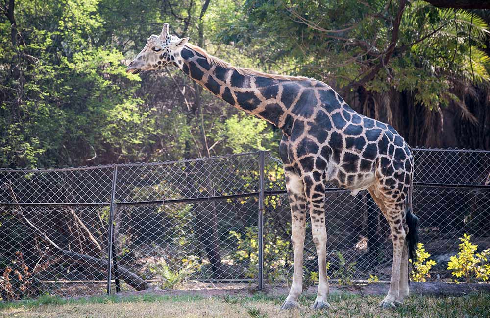 Alipore Zoo