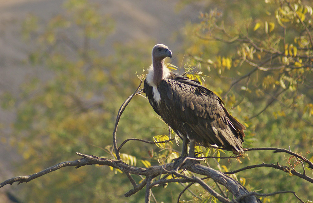 Okhla Bird Sanctuary