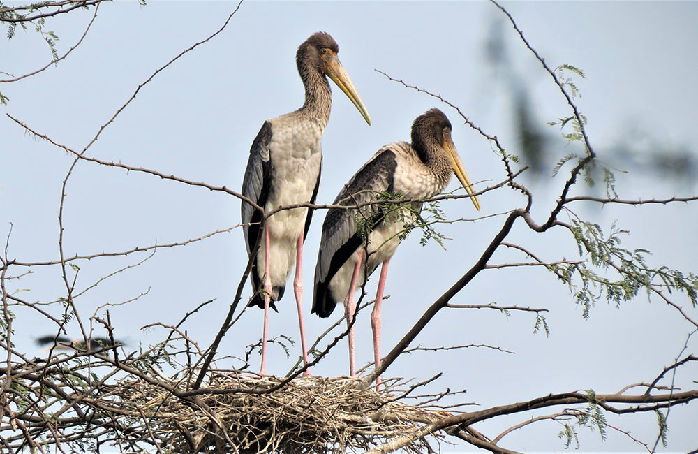 Okhla Bird Sanctuary, Noida