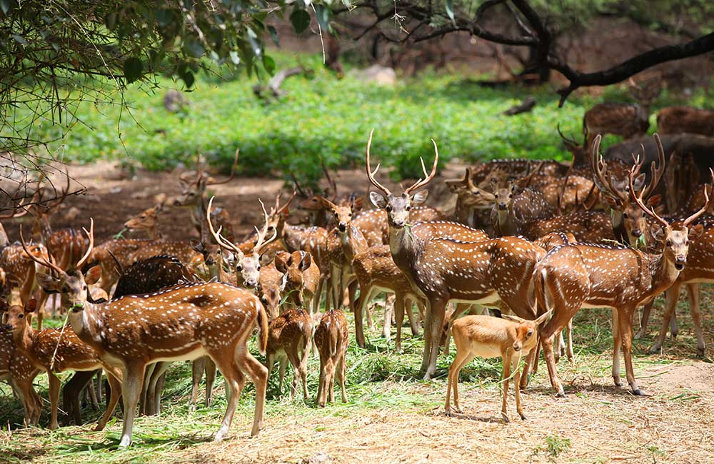 jungle safari near indore