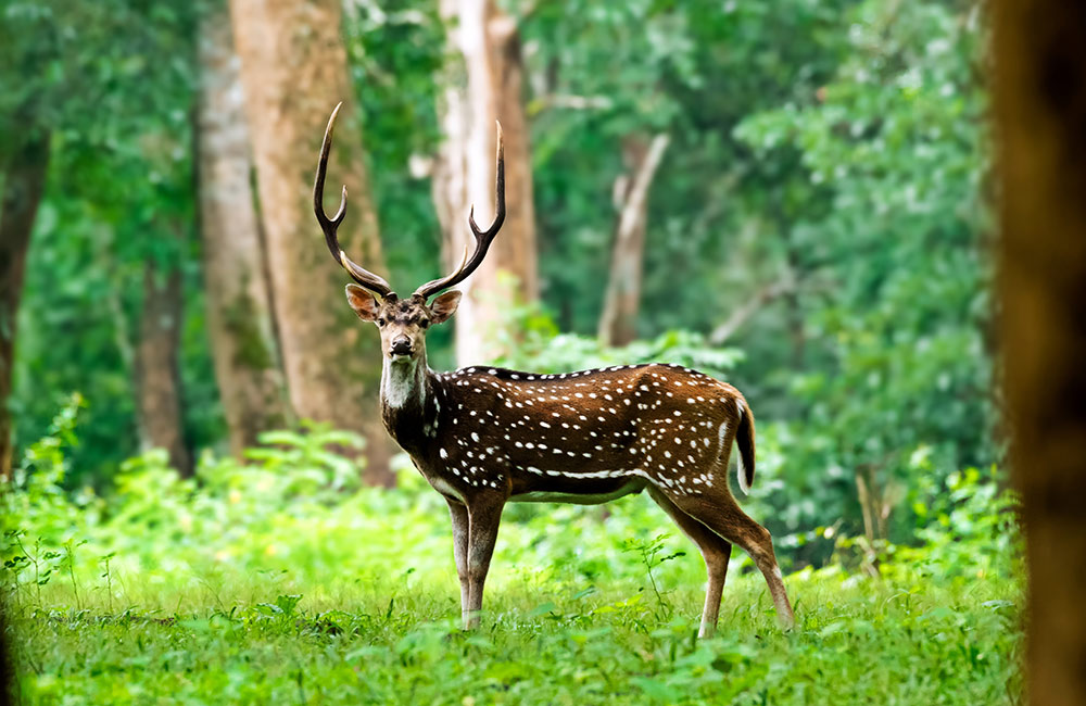 Sajjangarh Wildlife Sanctuary, Udaipur