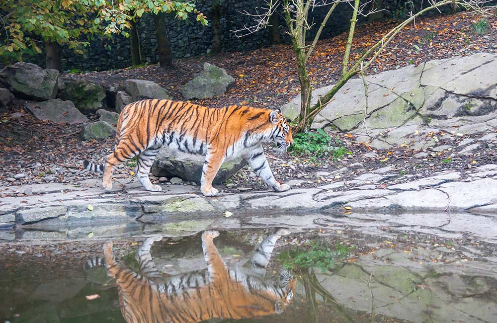 Sundarbans | 14 Road Trips to from Kolkata