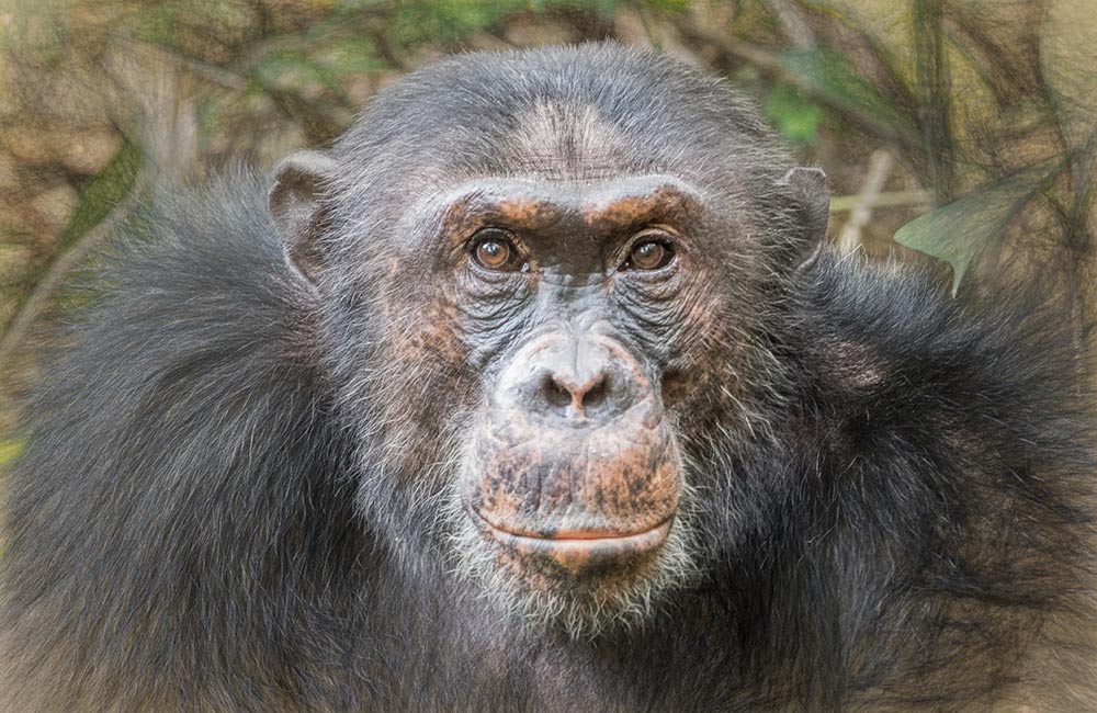 Allen Forest Zoo, Kanpur