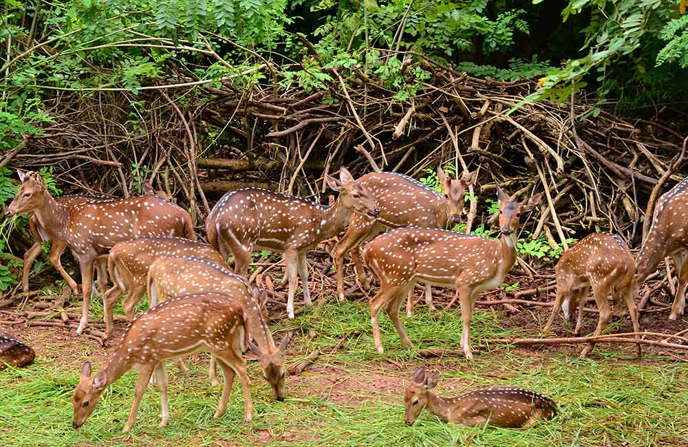 Alipore Zoological Gardens, Kolkata