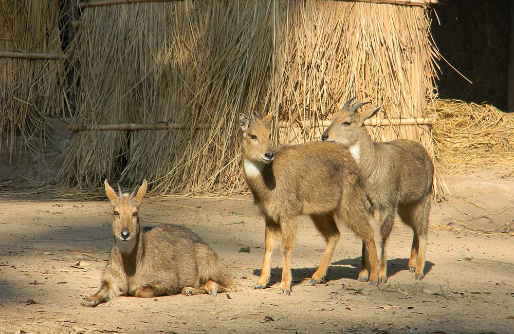 Chattbir Zoo, Mohali