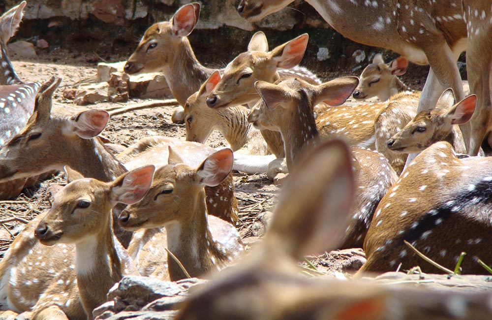 Deer Park, Tirupati