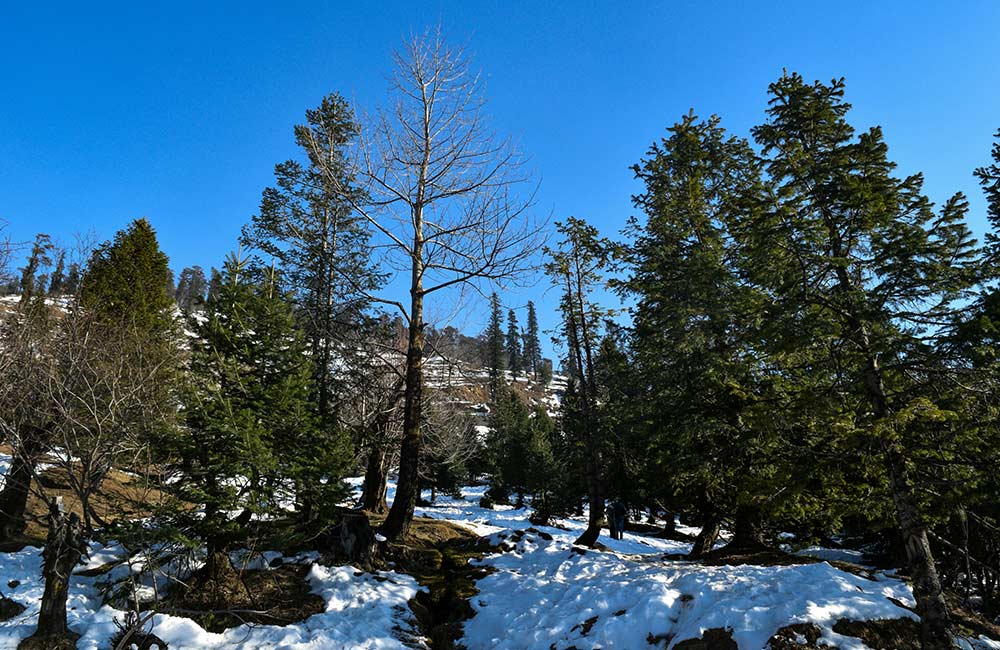 Gulaba, Manali