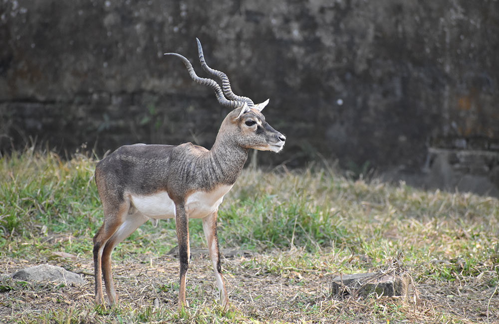 Delhi Zoo