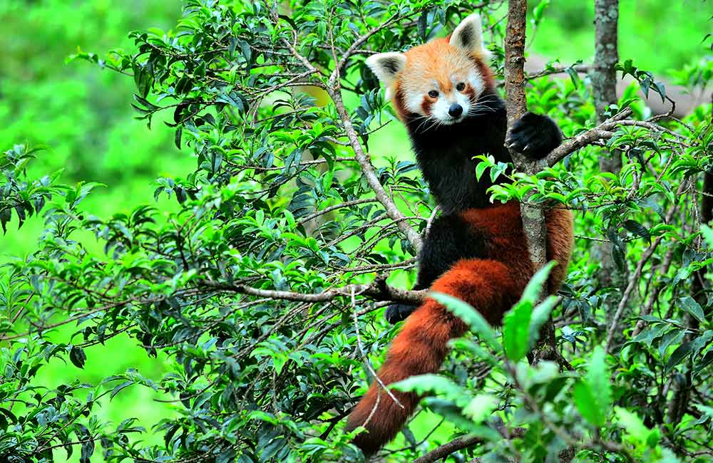 Himalayan Zoological Park, Gangtok