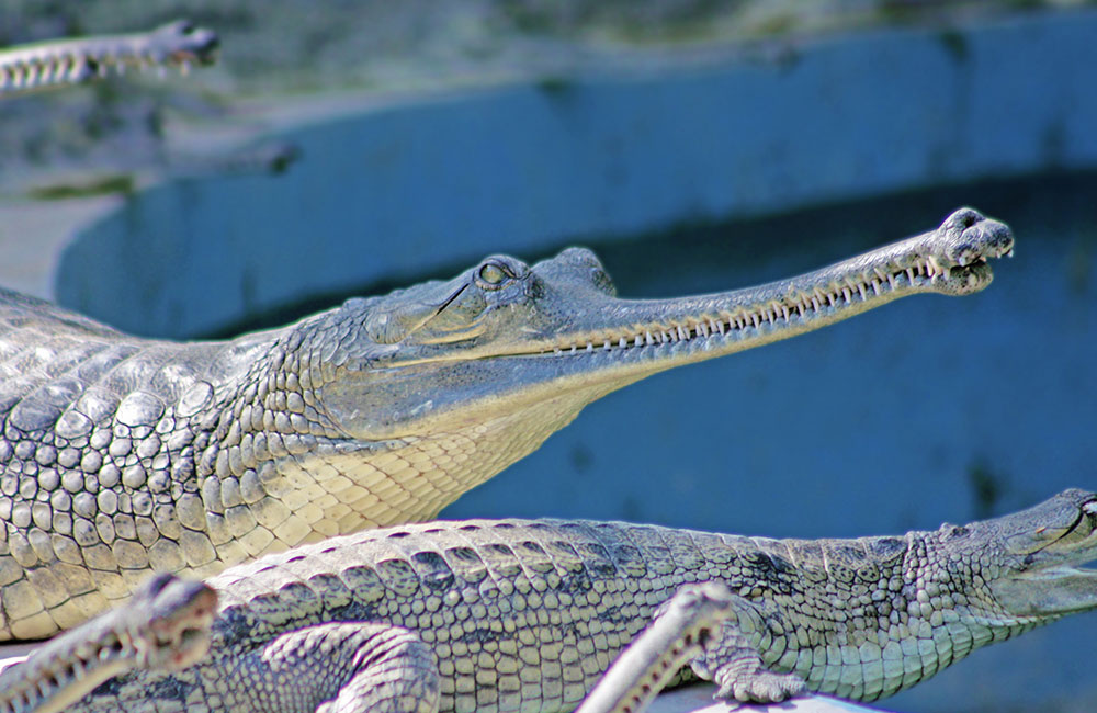 Jaipur Zoo, Jaipur