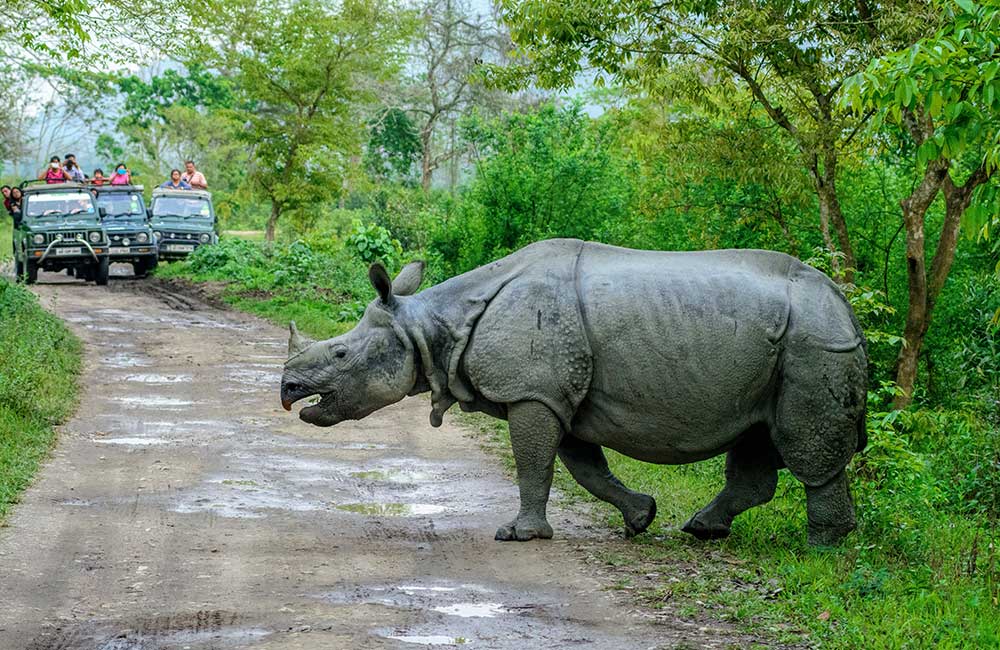 Kaziranga  