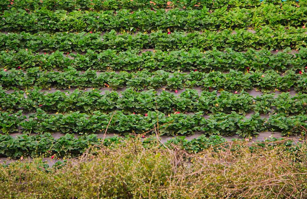 Laxmi Strawberry Farm | Mahabaleshwar