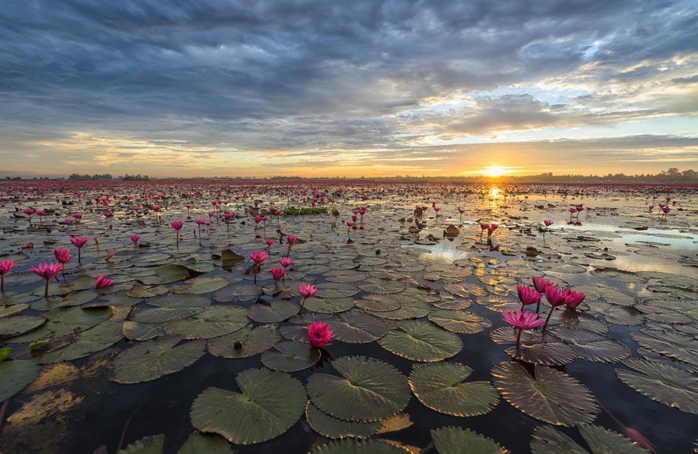 Lotus Lake | #2 of 15 Best Places to Visit near Indore within 200 km