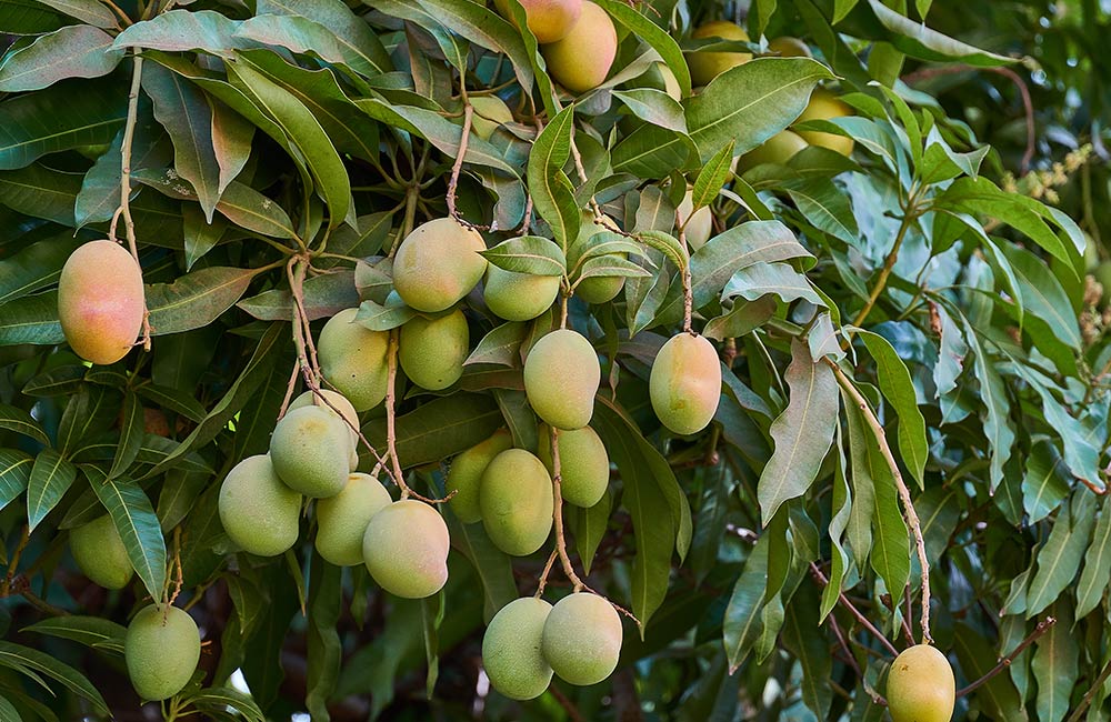 Mango Garden, Mumbai