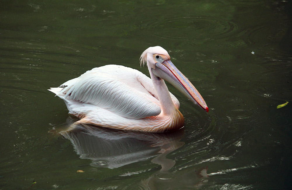 Moti Jheel, Kanpur