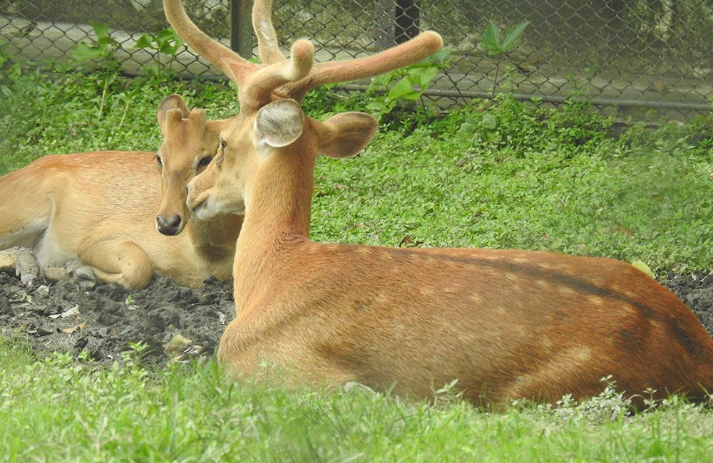 Nawab Wahid Ali Shah Zoological Garden, Lucknow